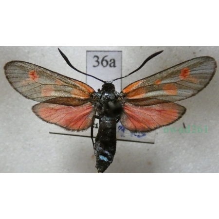 Zygaena viciae (Denis & Schiffermüller, 1775) Kraśnik wykowiec Deutschland36a